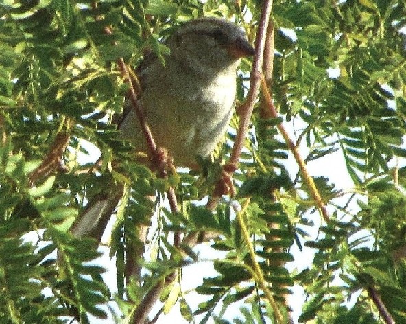 Uccello dall''Oman:  Passer sp.